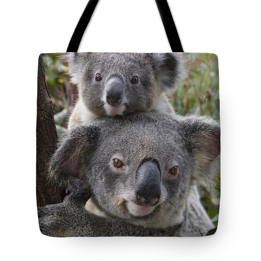 Feb0514 Tote Bag featuring the photograph Koala Mother And Joey Australia #3 by Suzi Eszterhas
