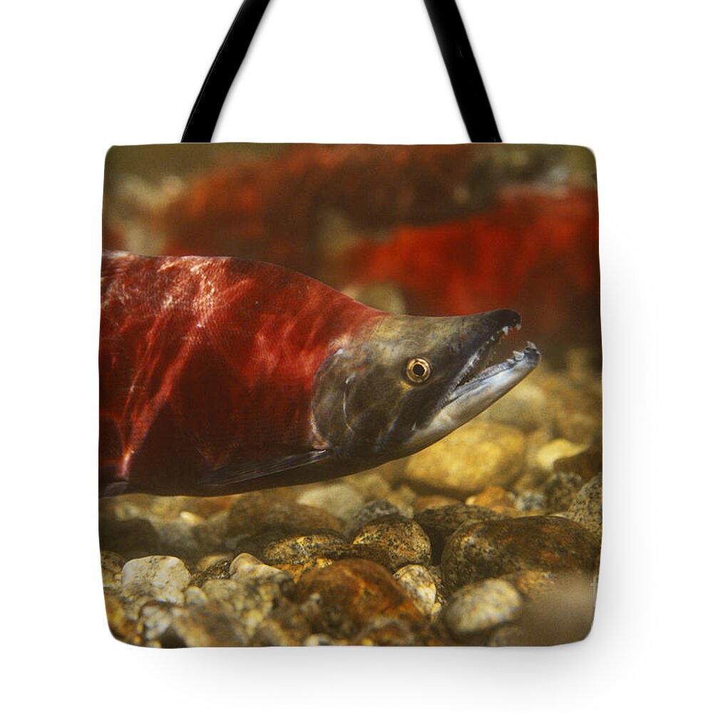 Kokanee Salmon Tote Bag featuring the photograph Kokanee Salmon #3 by William H. Mullins