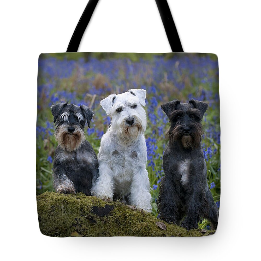 Dog Tote Bag featuring the photograph Miniature Schnauzers #3 by John Daniels