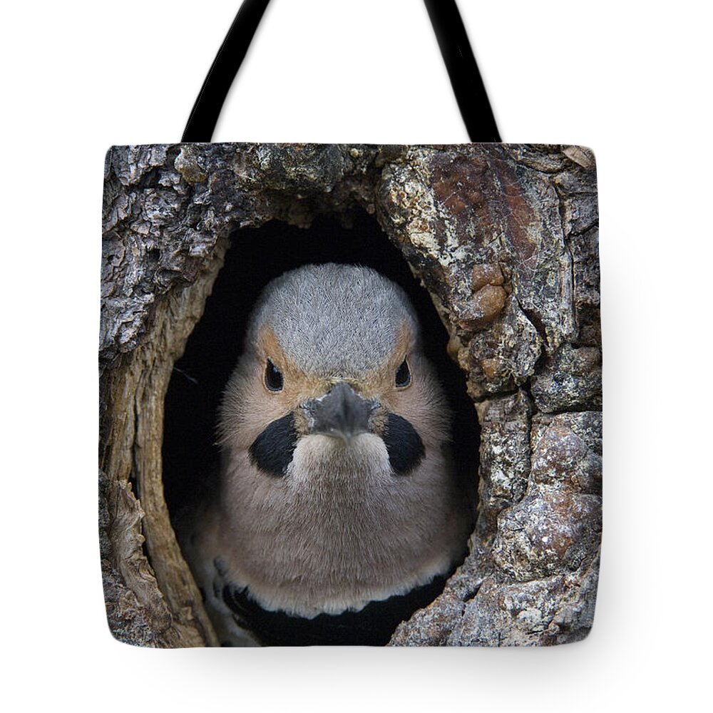 Michael Quinton Tote Bag featuring the photograph Northern Flicker In Nest Cavity Alaska by Michael Quinton