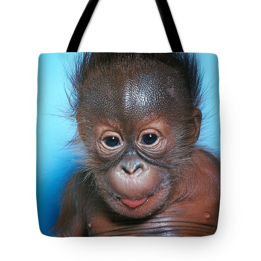Animal Tote Bag featuring the photograph Orangutan Pongo Pygmaeus Baby #3 by Toni Angermayer