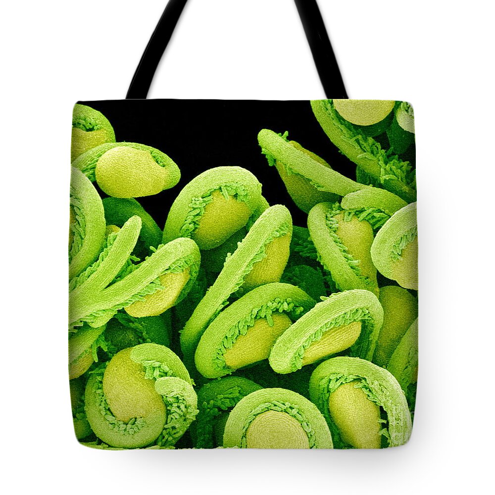 Biological Tote Bag featuring the photograph Orchid Cactus Ovules, Sem #3 by Susumu Nishinaga