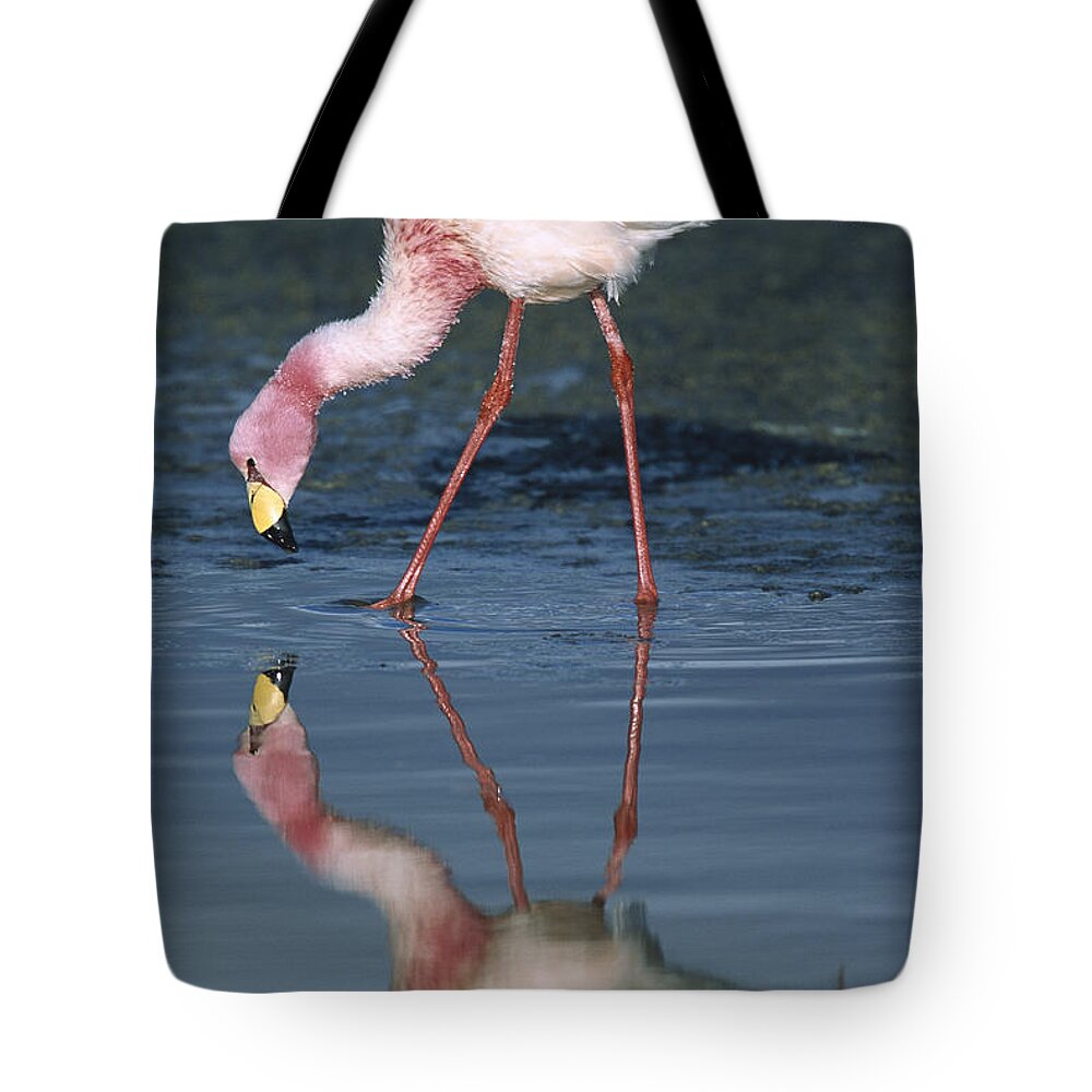 Feb0514 Tote Bag featuring the photograph Puna Flamingo Feeding In Laguna #3 by Tui De Roy