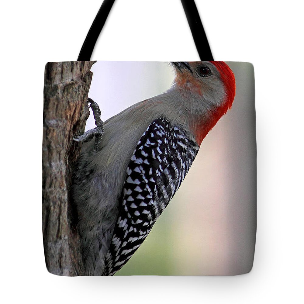 Red-bellied Woodpecker Tote Bag featuring the photograph Red Bellied Woodpecker #1 by Meg Rousher