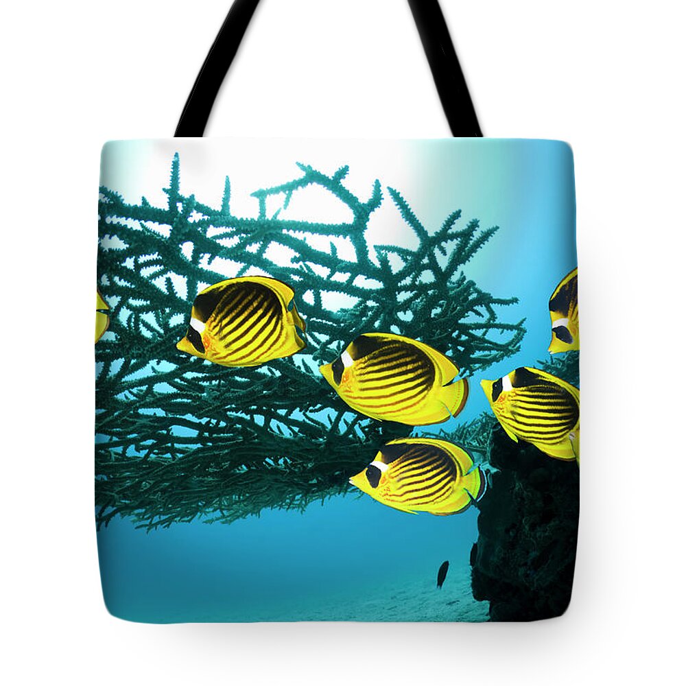 Raccoon Butterflyfish Tote Bag featuring the photograph Red Sea Raccoon Butterflyfish #3 by Georgette Douwma