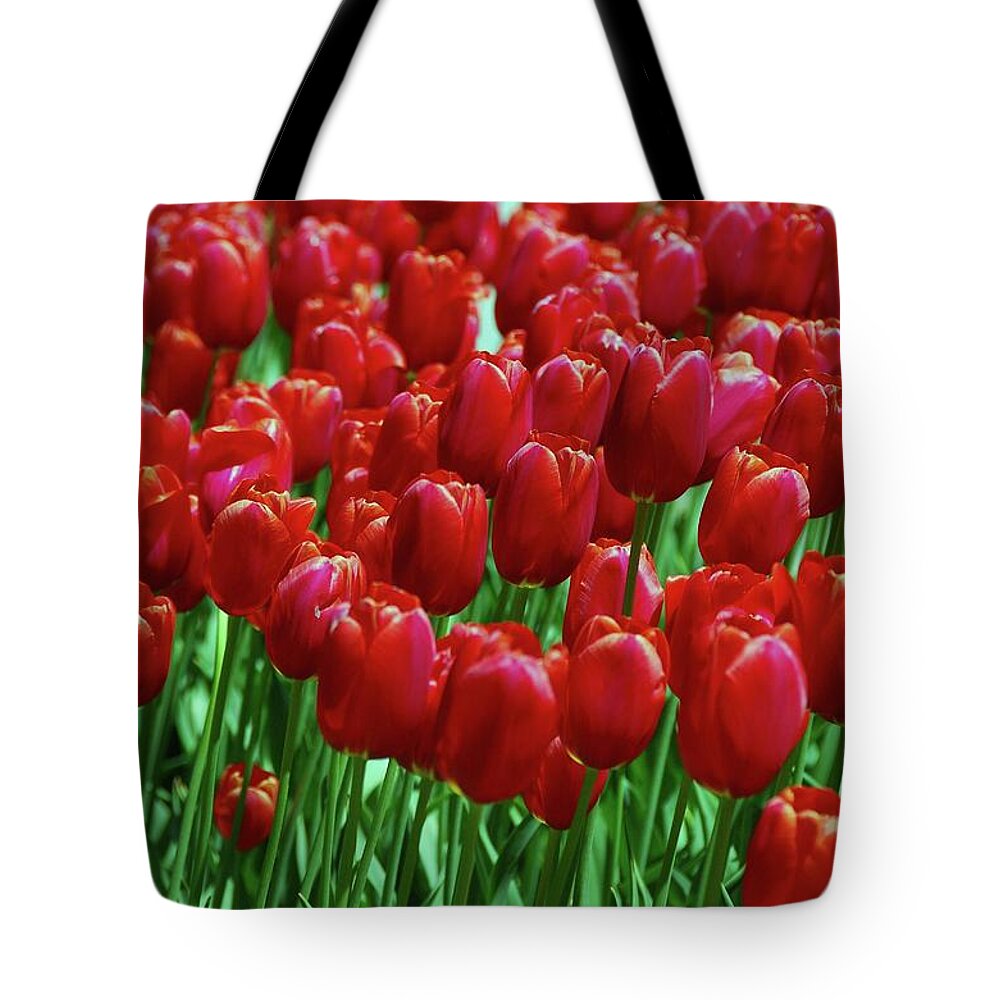 Red Tulips Tote Bag featuring the photograph Red Tulips by Allen Beatty