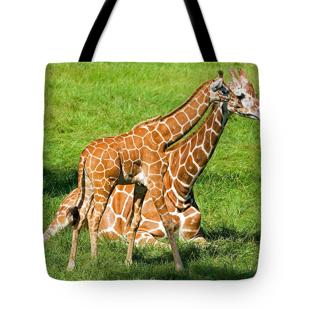 Nature Tote Bag featuring the photograph Reticulated Giraffe 6 Week Old Calf #3 by Millard H. Sharp