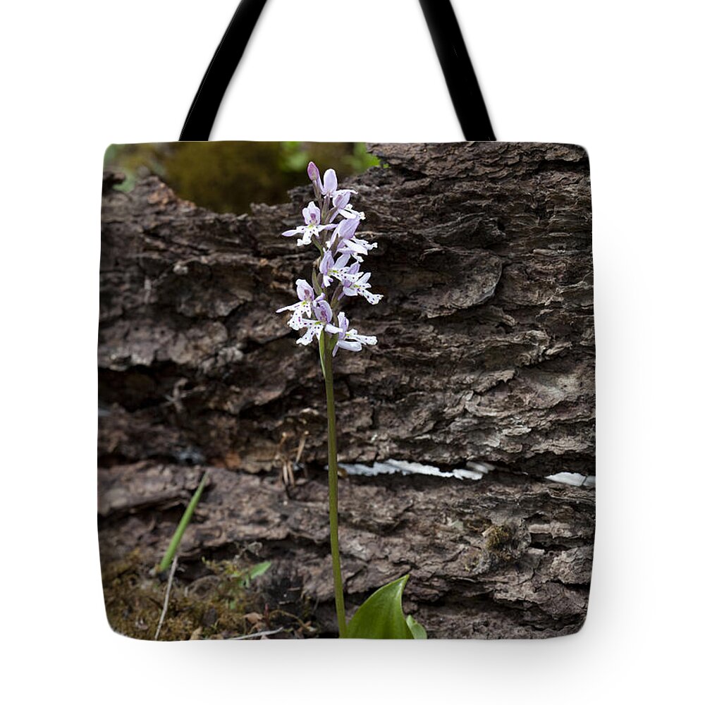 Amerorchis Tote Bag featuring the photograph Round-leaved Orchid #3 by Hal Horwitz