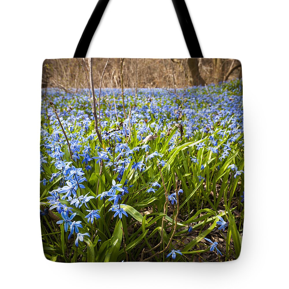 Flowers Tote Bag featuring the photograph Spring blue flowers 3 by Elena Elisseeva