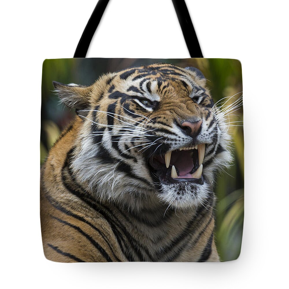 San Diego Zoo Tote Bag featuring the photograph Sumatran Tiger by San Diego Zoo