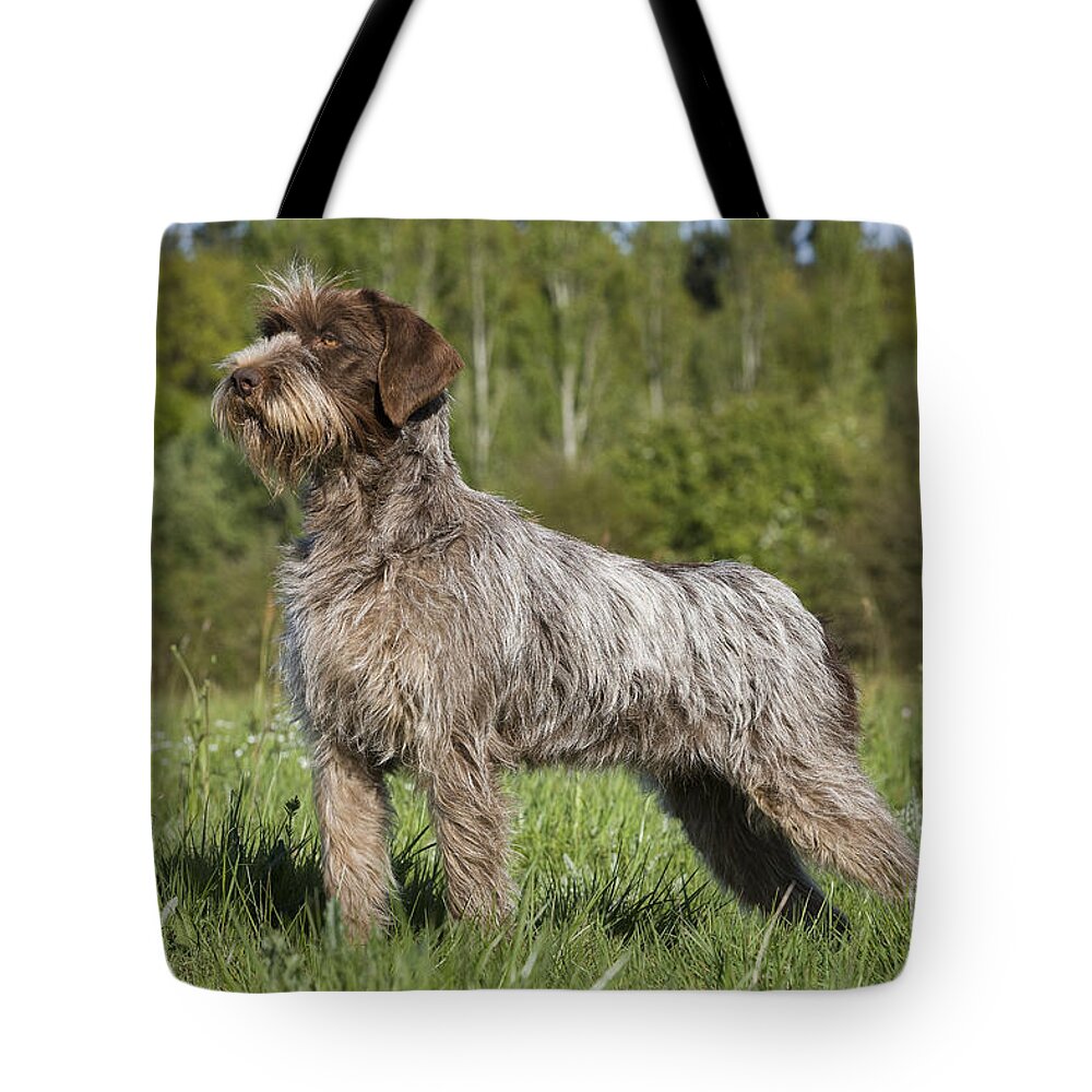Dog Tote Bag featuring the photograph Wire-haired Pointing Griffon #3 by Jean-Michel Labat