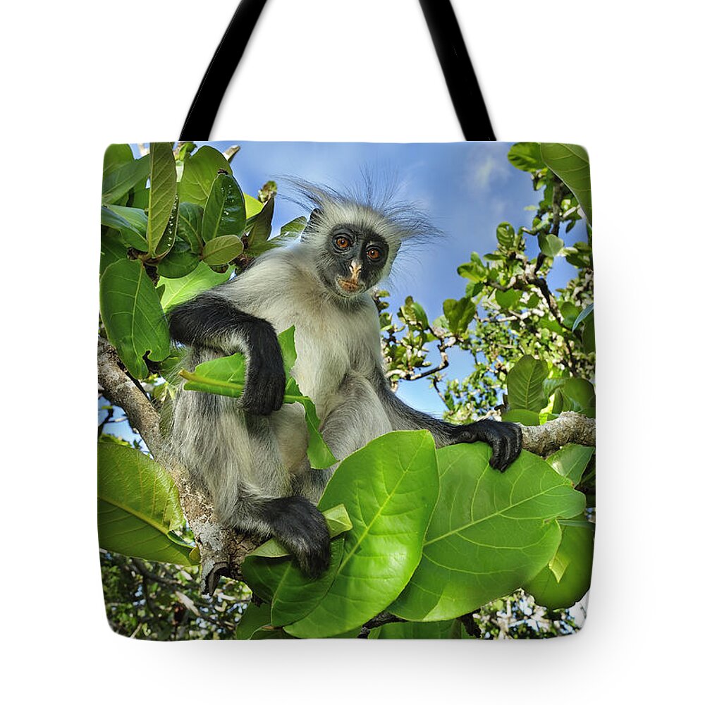 Thomas Marent Tote Bag featuring the photograph Zanzibar Red Colobus In Tree Jozani #3 by Thomas Marent