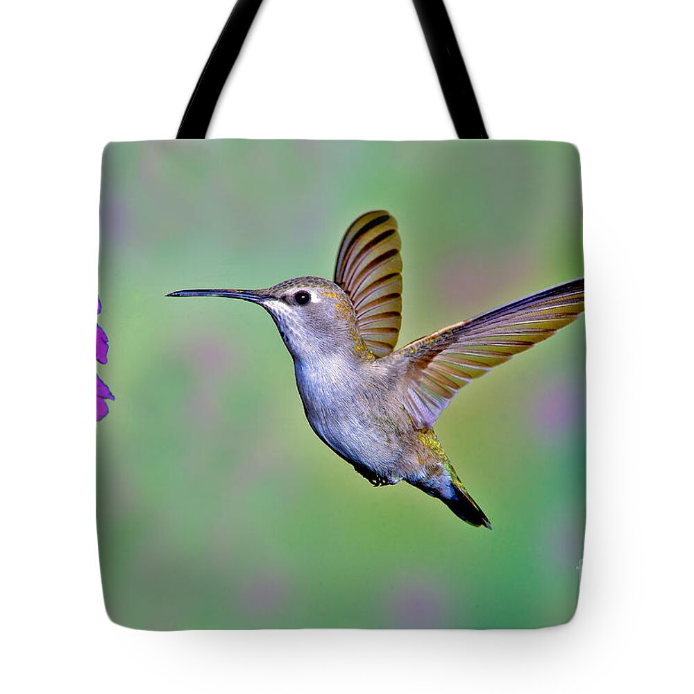 Animal Tote Bag featuring the photograph Annas Hummingbird #31 by Anthony Mercieca