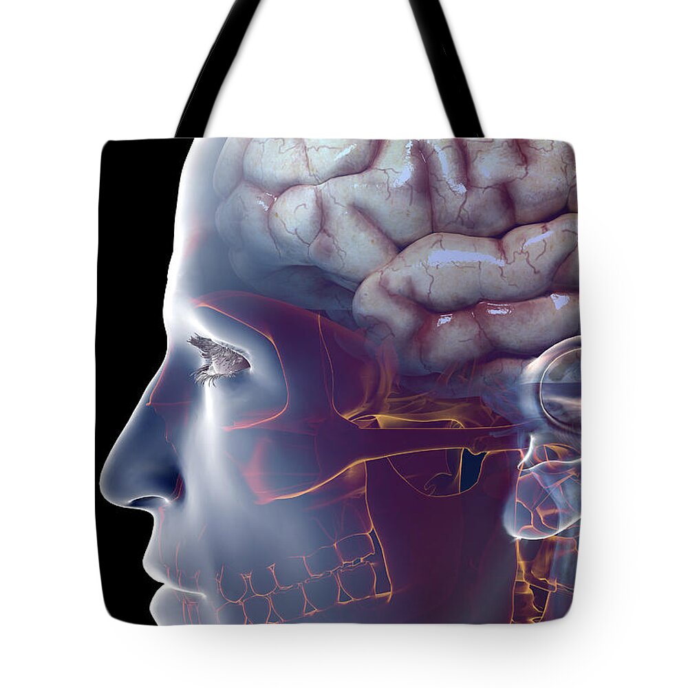 Central Sulcus Tote Bag featuring the photograph Human Brain #36 by Science Picture Co