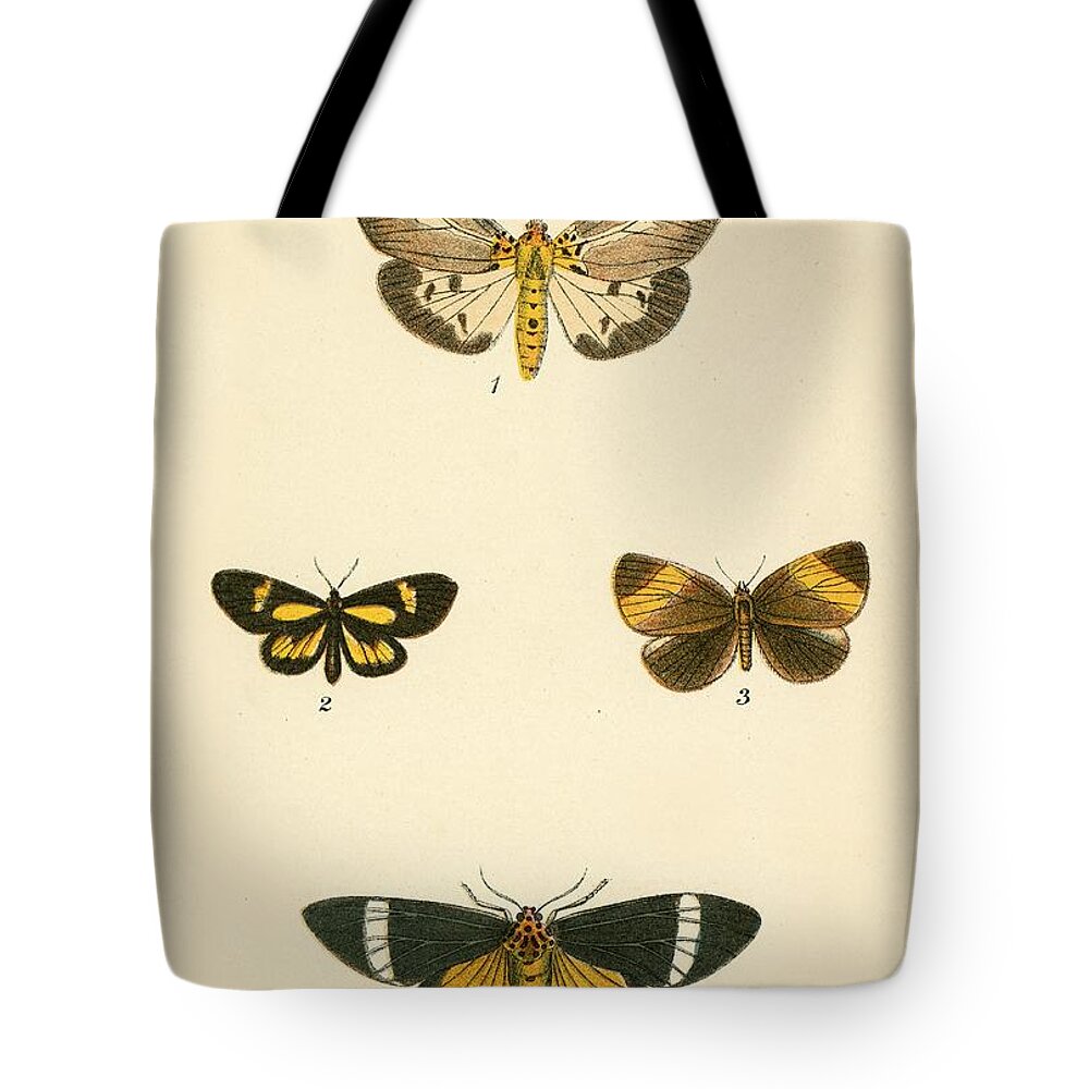 Insect Tote Bag featuring the painting Butterflies by English School