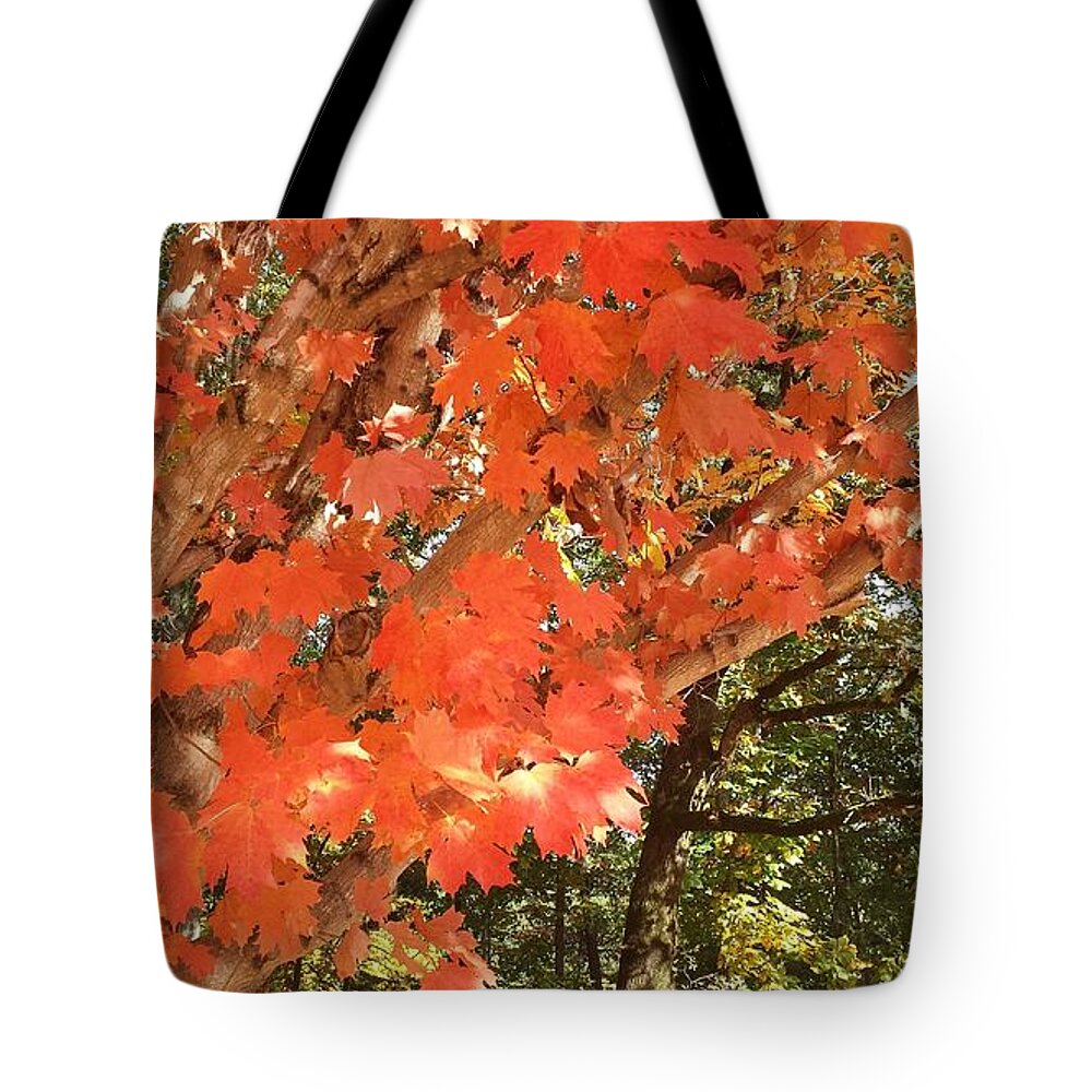 Fall Tote Bag featuring the photograph Fall Explosion of Color #38 by Kenny Glover