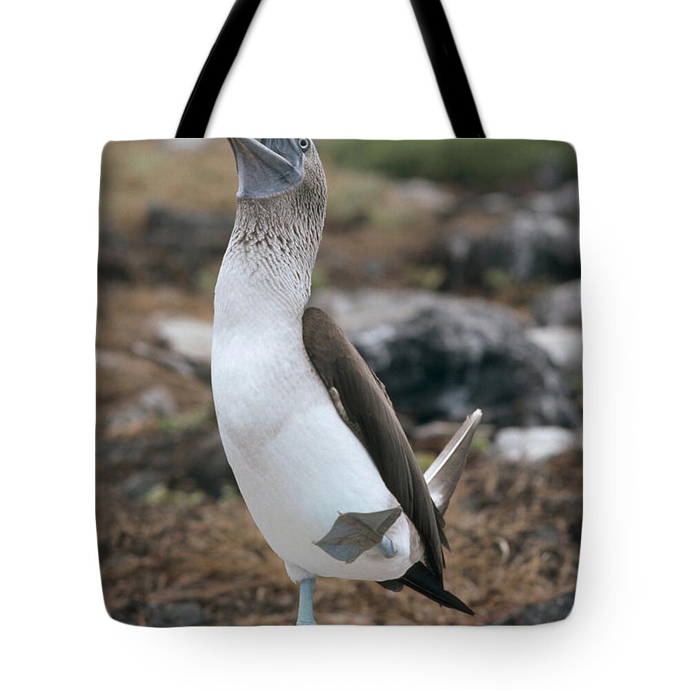 Feb0514 Tote Bag featuring the photograph Blue-footed Booby Courtship Dance #4 by Tui De Roy