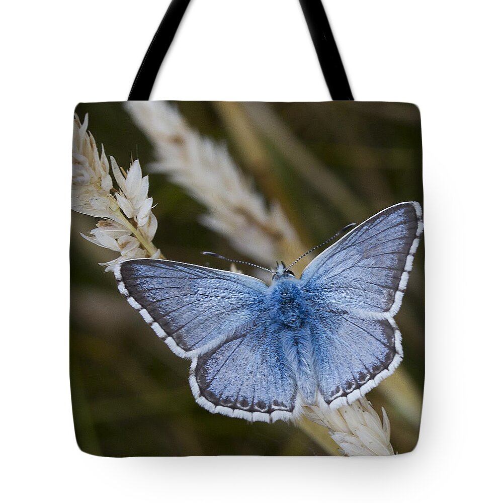 Common Tote Bag featuring the photograph Common Blue Butterfly by Shirley Mitchell