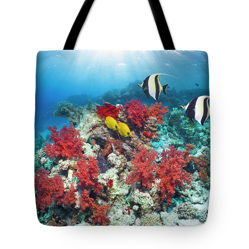 Red Sea Tote Bag featuring the photograph Coral Reef With Fish #4 by Georgette Douwma