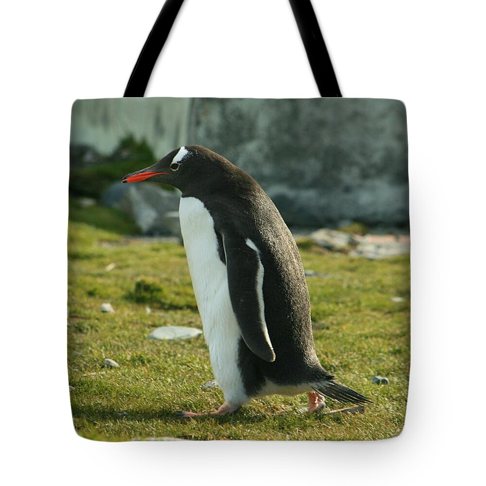 Gentoo Penguin Tote Bag featuring the photograph Gentoo Penguin #6 by Amanda Stadther