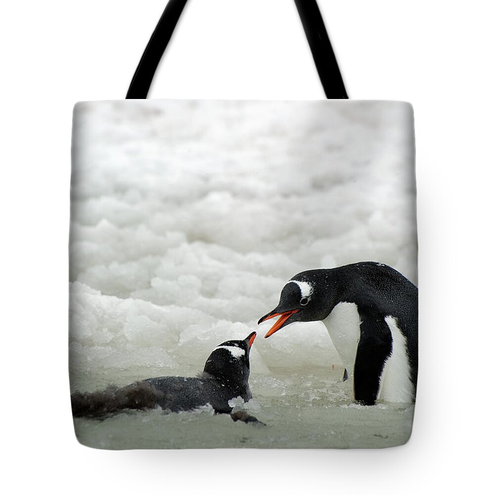 Snow Tote Bag featuring the photograph Gentoo Penguins Pygoscelis Papua #4 by Jim Julien / Design Pics