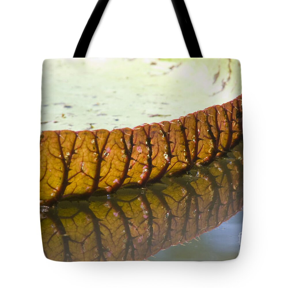 Giant Amazon Water Lilies Tote Bag featuring the photograph Giant Amazon Water Lilies #4 by William H. Mullins