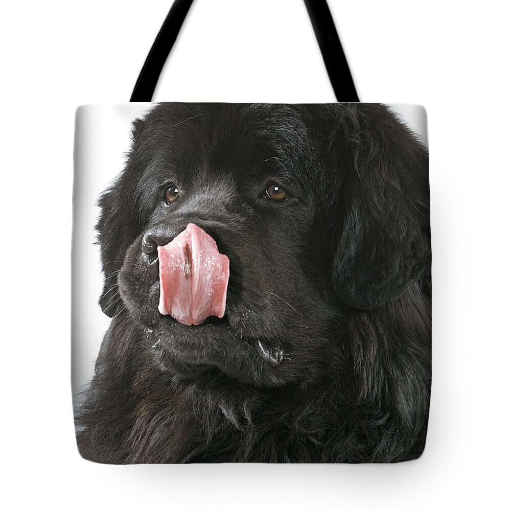 Newfoundland Tote Bag featuring the photograph Newfoundland Dog by Jean-Michel Labat