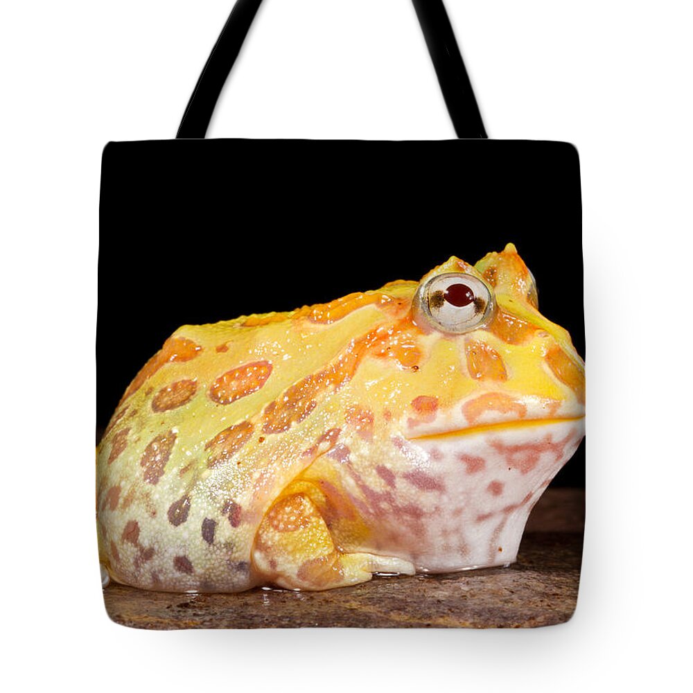 Chacoan Horned Frog Tote Bag featuring the photograph Pac Man Frog Ceratophrys #4 by David Kenny