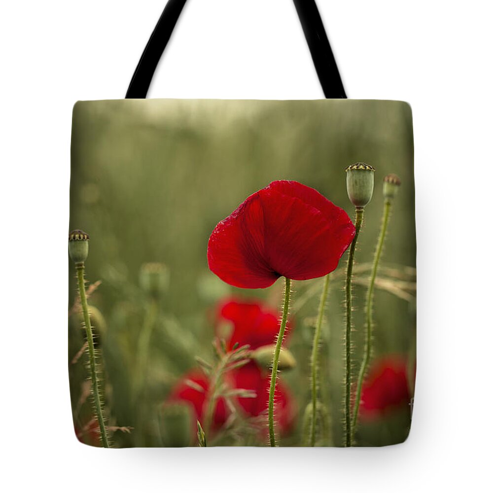 Poppy Tote Bag featuring the photograph Red Poppy Flowers by Nailia Schwarz