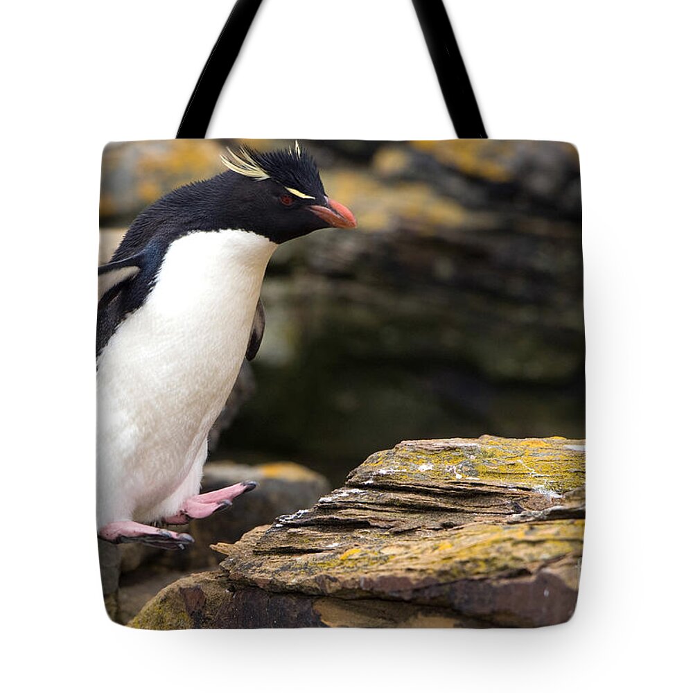 Southern Rockhopper Penguin Tote Bag featuring the photograph Rockhopper Penguin by John Shaw