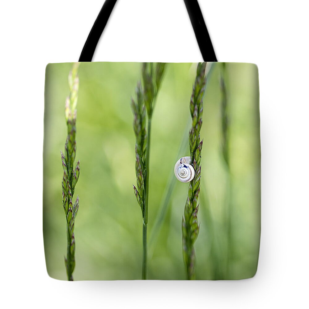 Snail Tote Bag featuring the photograph Snail on Grass by Nailia Schwarz