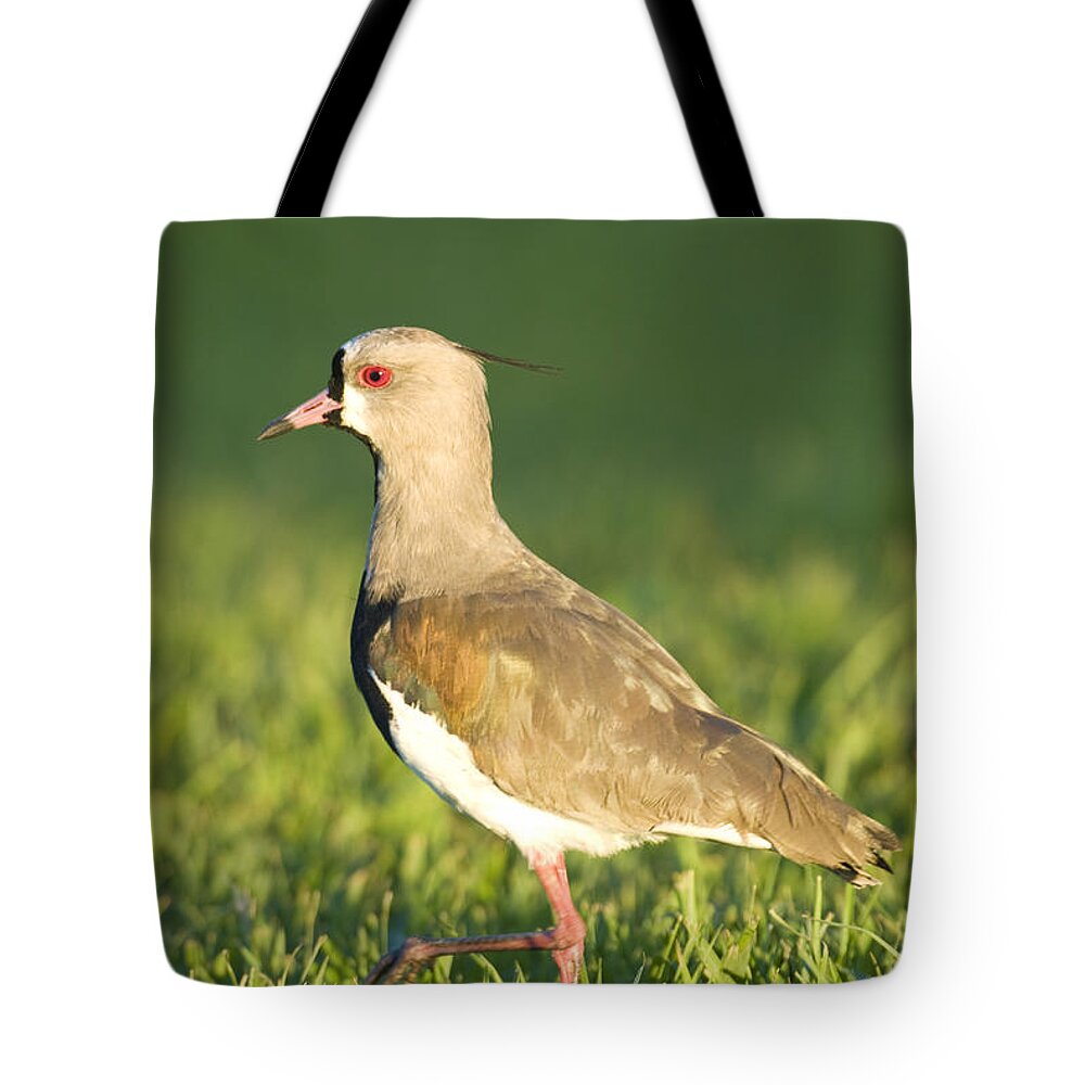 Nature Tote Bag featuring the photograph Southern Lapwing #4 by William H. Mullins