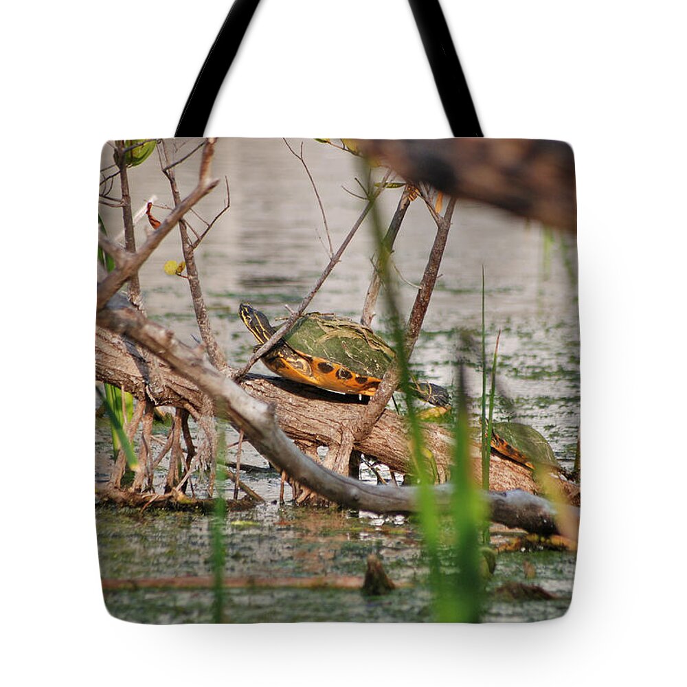 Red-bellied Turtle Tote Bag featuring the photograph 42- Florida Red-Bellied Turtle by Joseph Keane