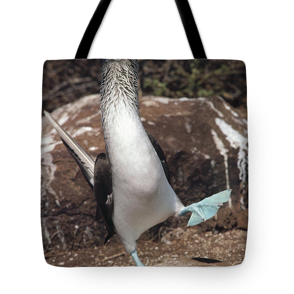 Feb0514 Tote Bag featuring the photograph Blue-footed Booby Courtship Dance #5 by Tui De Roy
