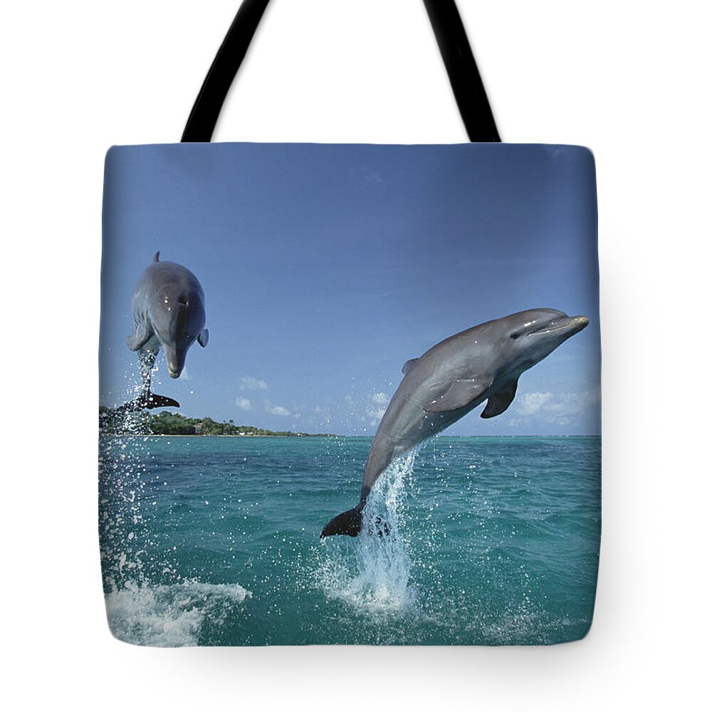 Feb0514 Tote Bag featuring the photograph Bottlenose Dolphin Pair Leaping Honduras #5 by Konrad Wothe