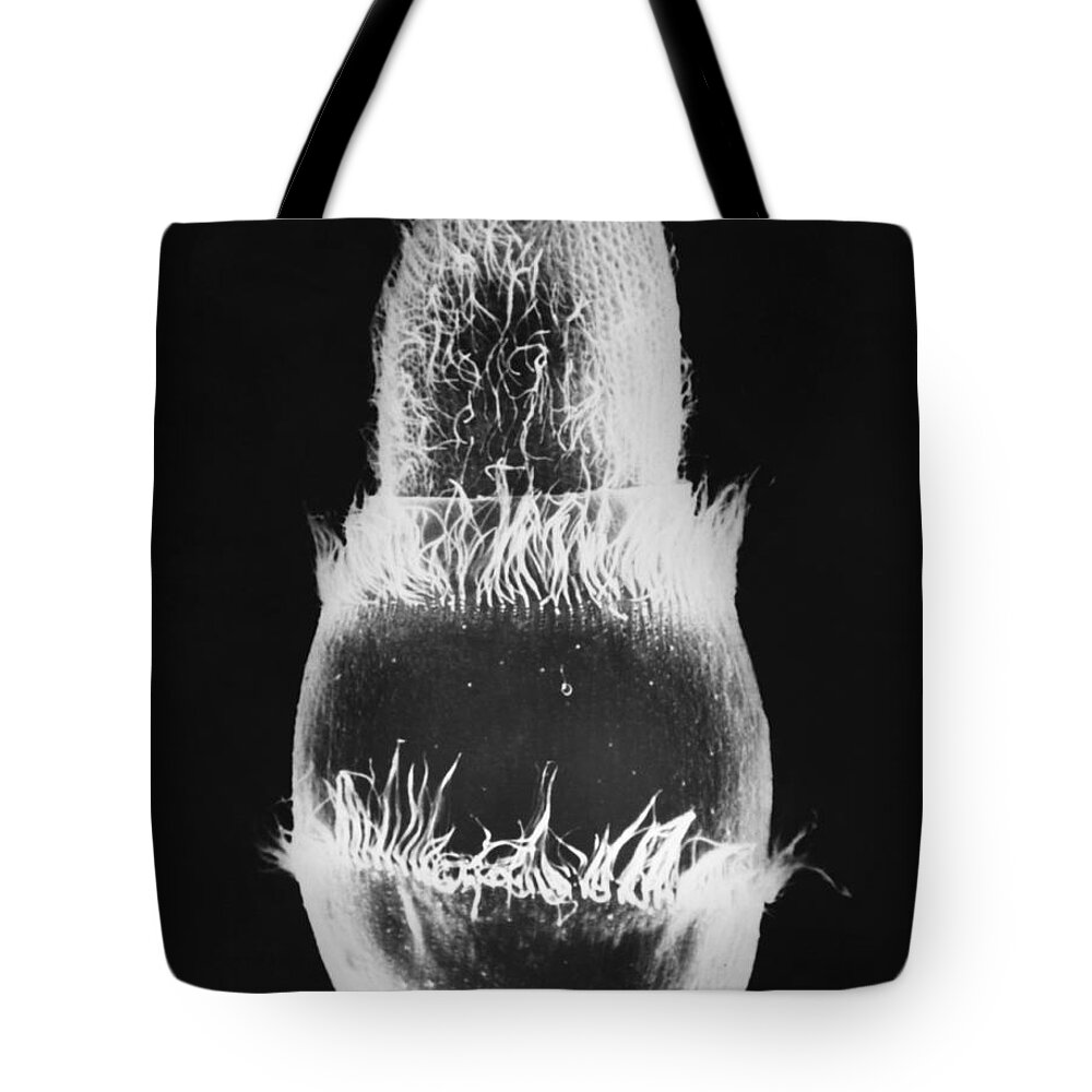 B&w Tote Bag featuring the photograph Didinium Ingesting Paramecium Sem #5 by Greg Antipa