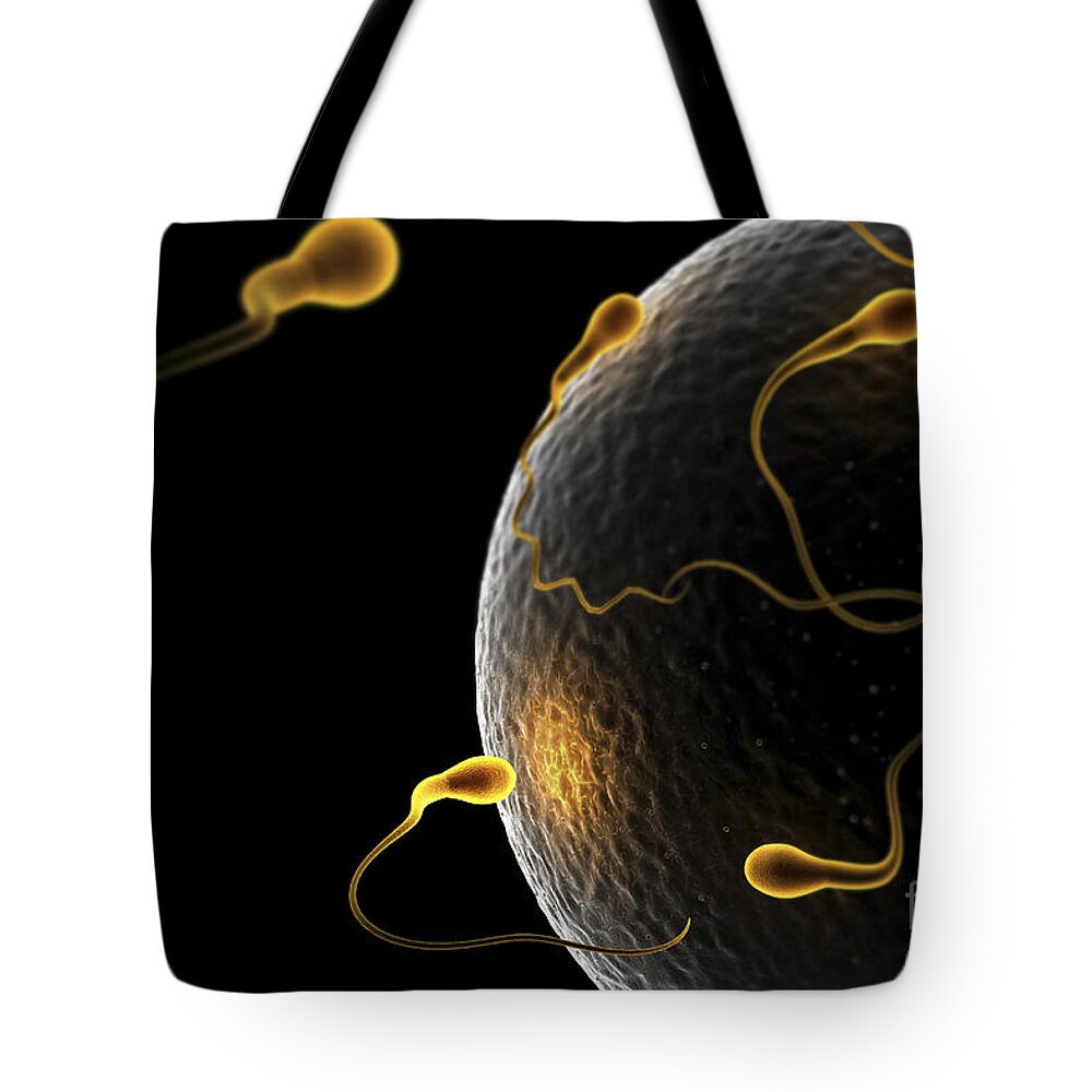 Human Anatomy Tote Bag featuring the photograph Fertilization #5 by Science Picture Co