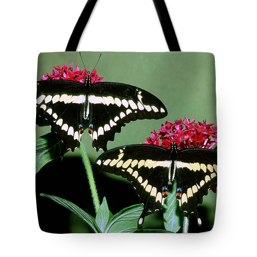 Giant Swallowtail Tote Bag featuring the photograph Giant Swallowtail Butterfly #5 by Millard Sharp