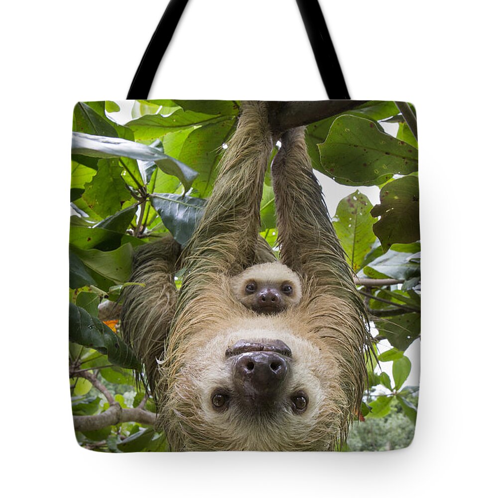 Mp Tote Bag featuring the photograph Hoffmanns Two-toed Sloth And Old Baby #8 by Suzi Eszterhas