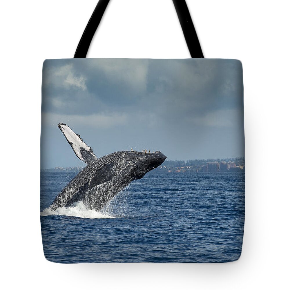 Feb0514 Tote Bag featuring the photograph Humpback Whale Breaching Maui Hawaii #5 by Flip Nicklin