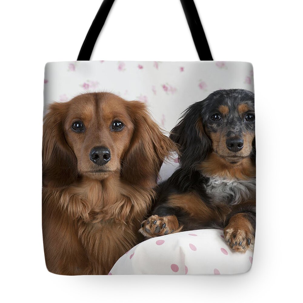 Dachshund Tote Bag featuring the photograph Miniature Long-haired Dachshunds by John Daniels