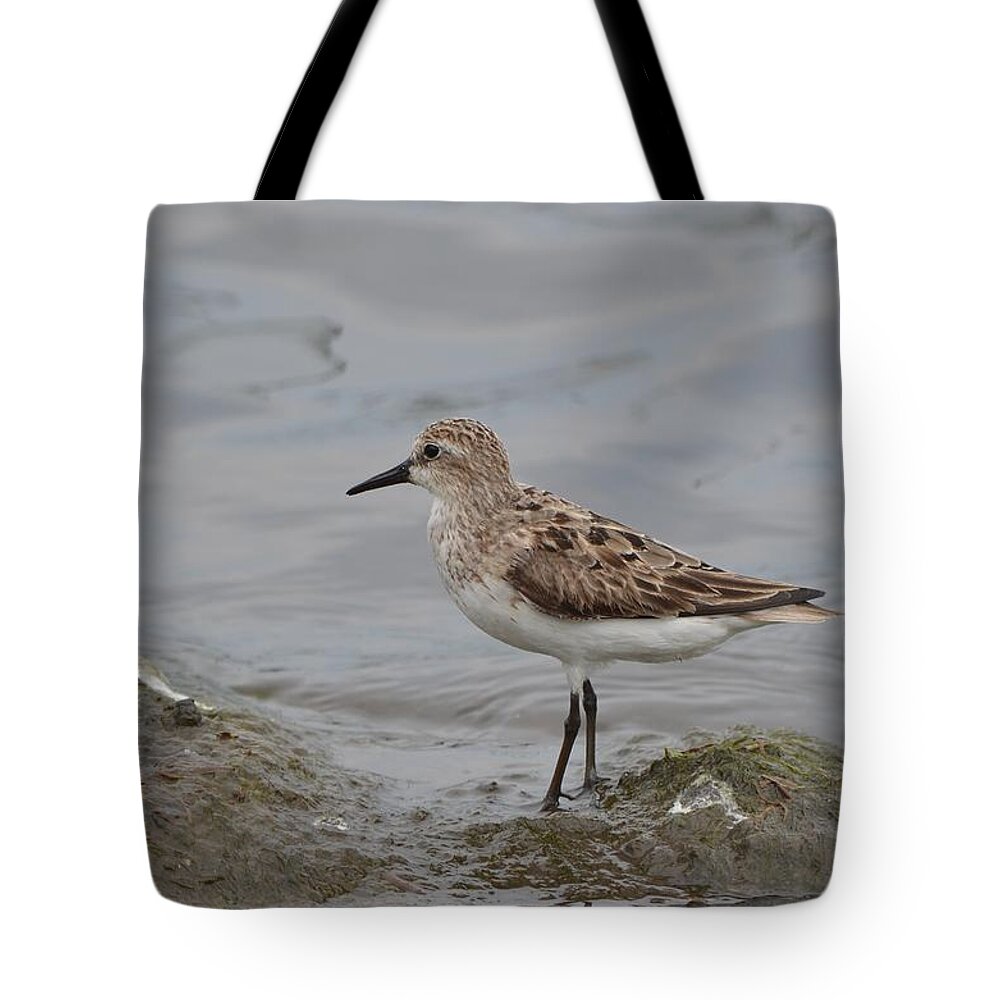 Birds Tote Bag featuring the photograph Semipalmated Sandpiper #5 by James Petersen