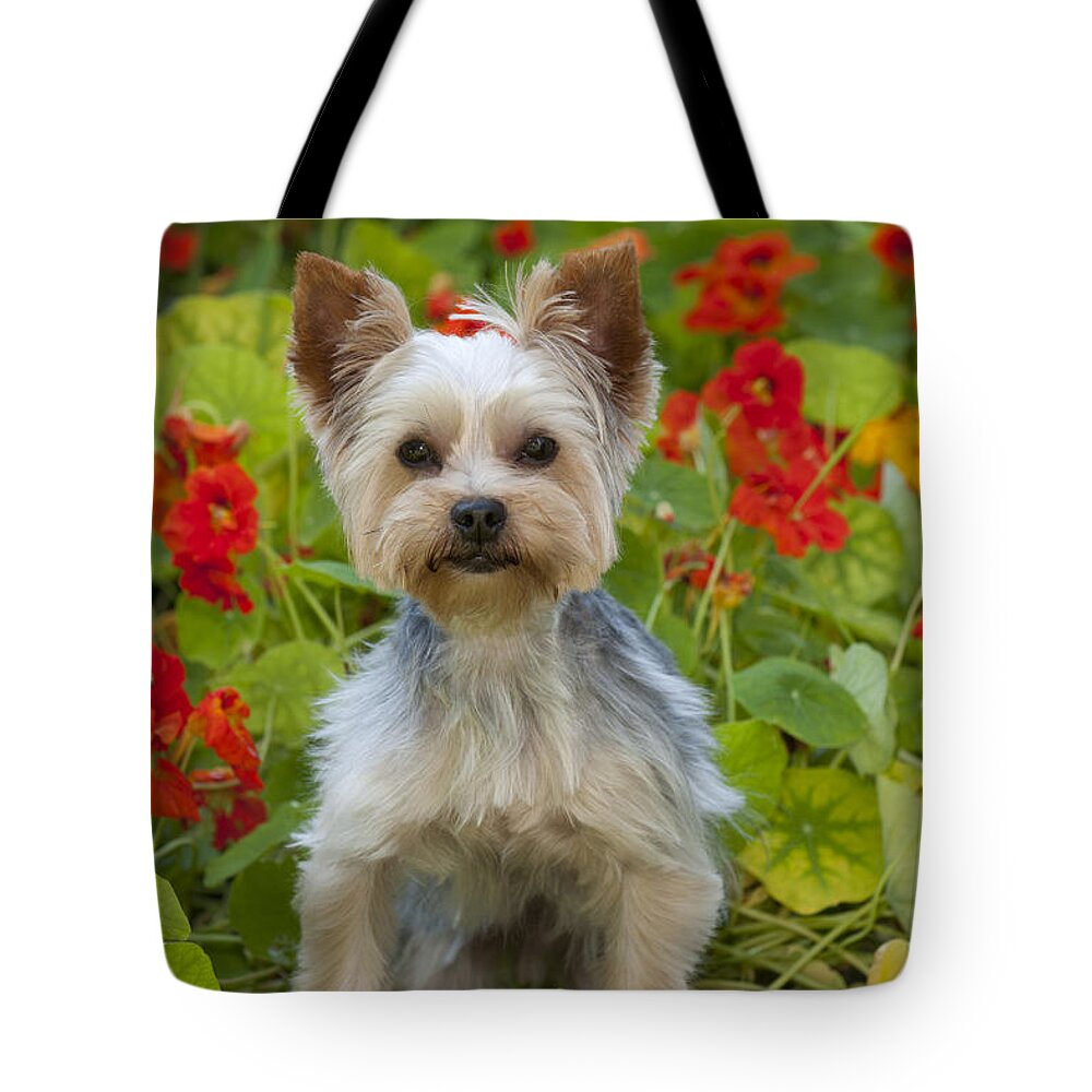 Dog Tote Bag featuring the photograph Yorkshire Terrier #5 by John Daniels