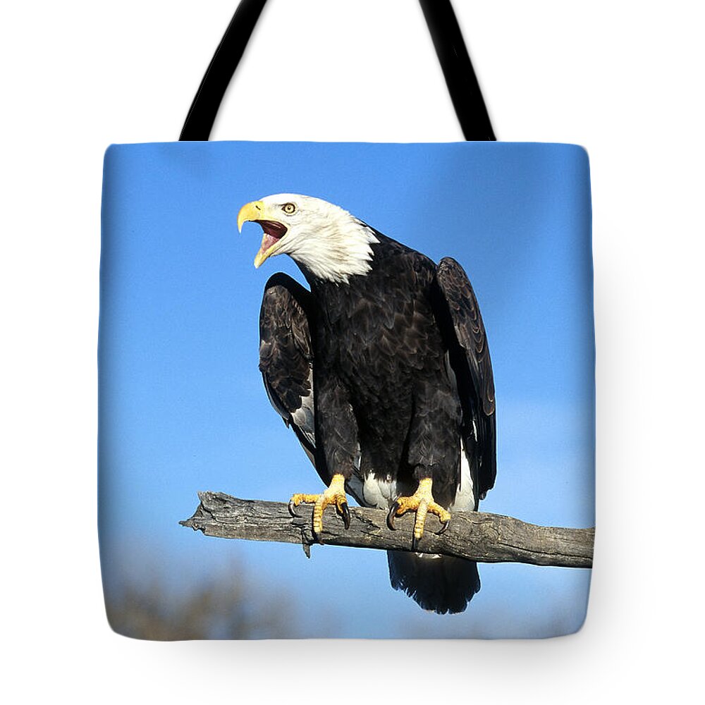 Accipitridae Tote Bag featuring the photograph Bald Eagle #6 by Jeffrey Lepore