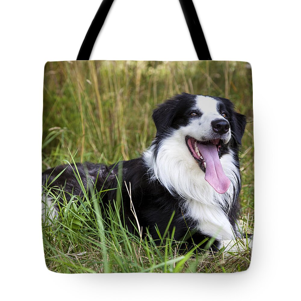 Dog Tote Bag featuring the photograph Border Collie in the nature #6 by Gina Koch