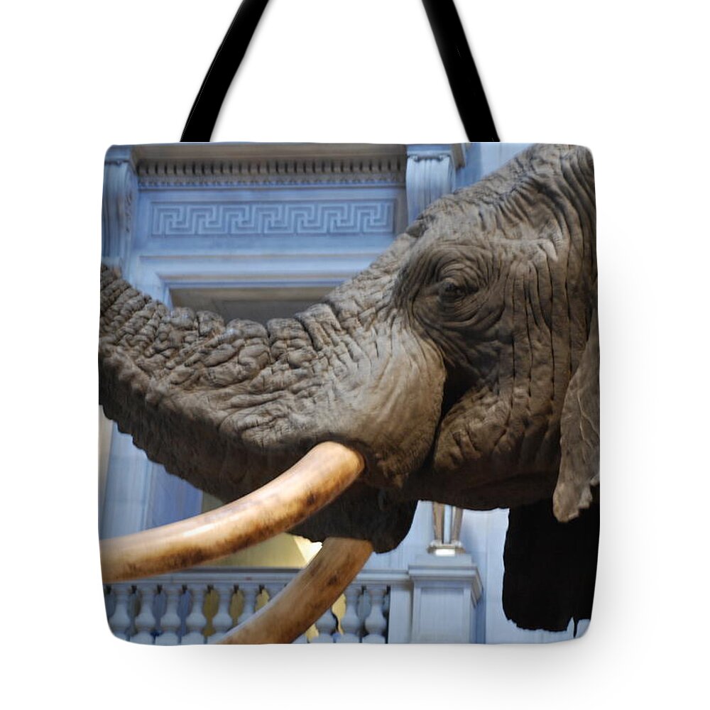Bull Elephant Tote Bag featuring the photograph Bull Elephant in Natural History Rotunda by Kenny Glover