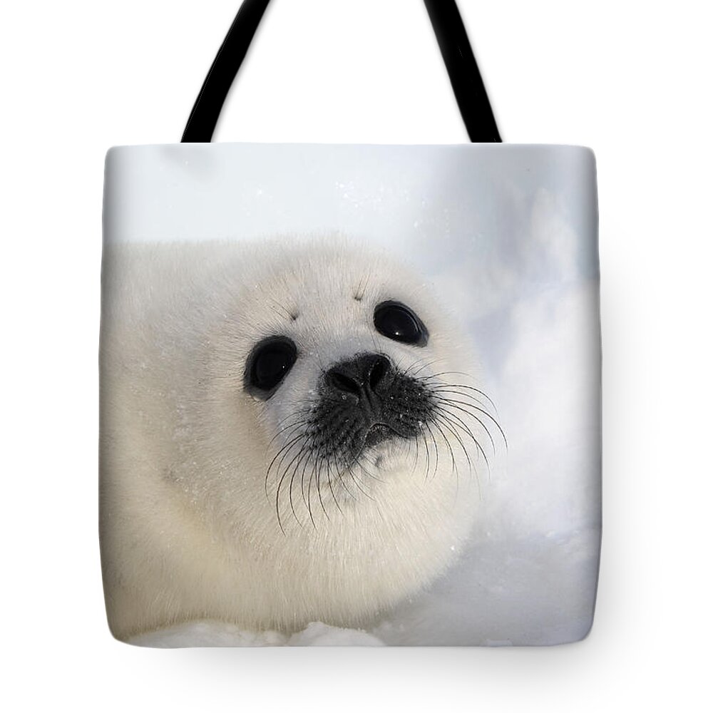 Harp Seal Tote Bag featuring the photograph Harp Seal Baby #6 by M. Watson
