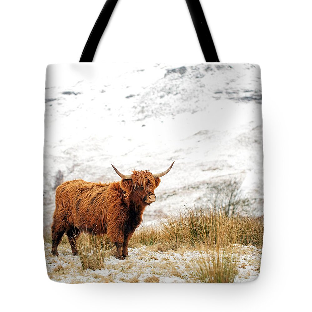 Highland Cattle Tote Bag featuring the photograph Highland Cow by Grant Glendinning
