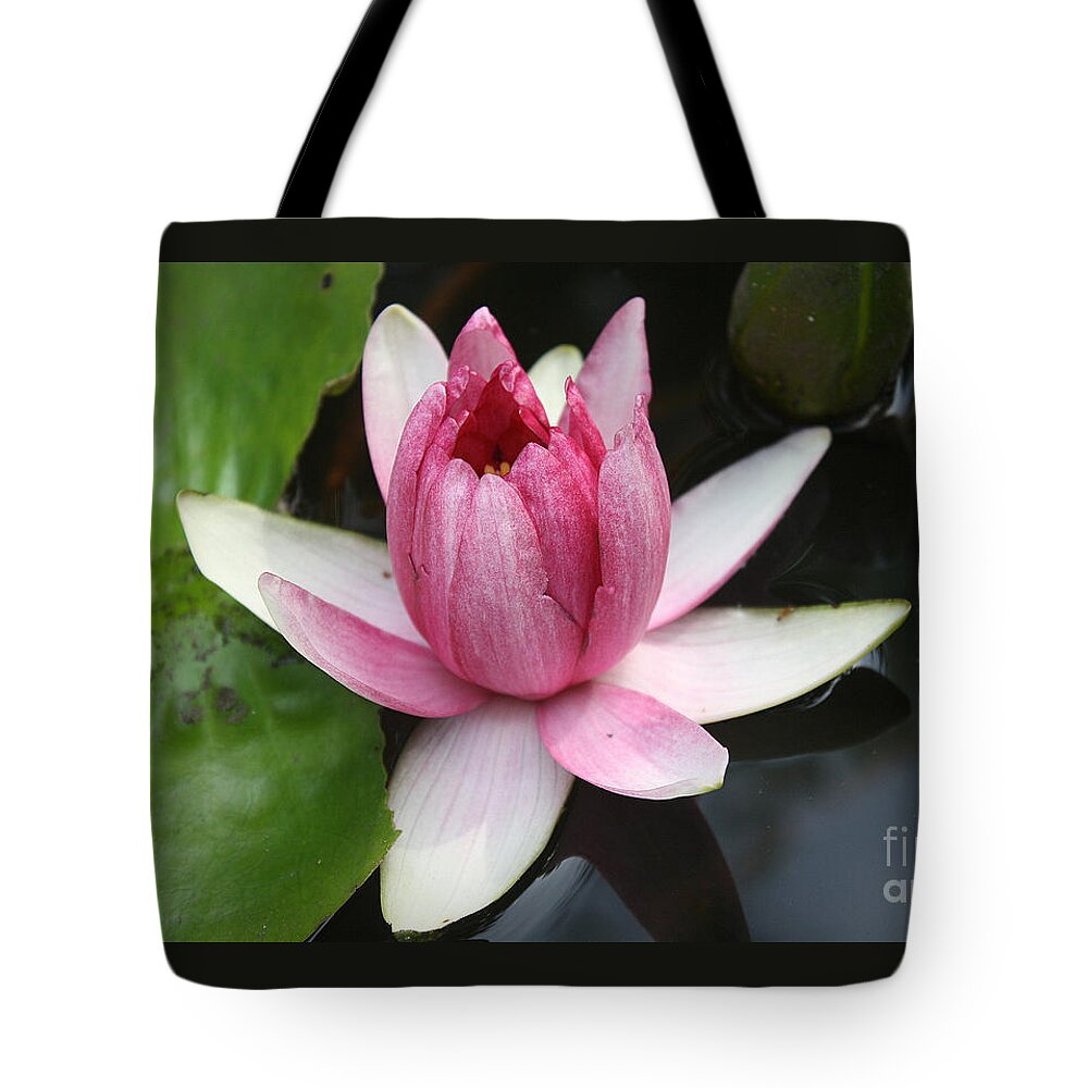 Waterlily Tote Bag featuring the photograph Pink Water lily by Victoria Davis