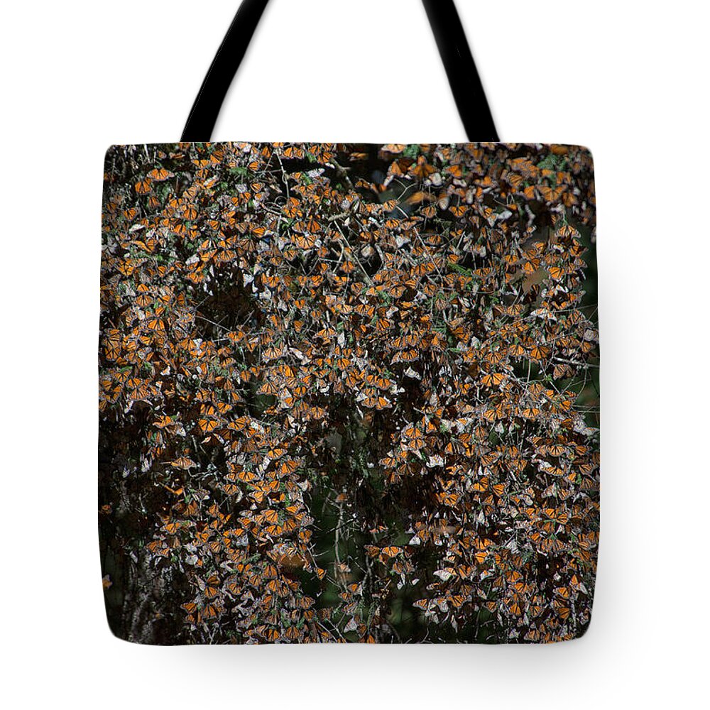 Animals Tote Bag featuring the digital art Monarch Butterflies #7 by Carol Ailles